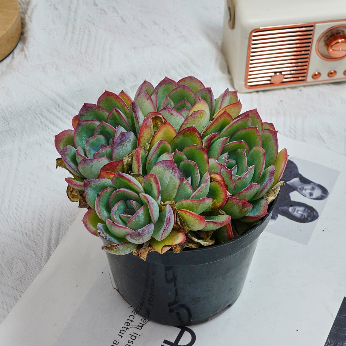 5'' Echeveria Lemon Morning Dew, Rare Live Succulent Plants