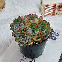 5'' Echeveria Lemon Morning Dew, Rare Live Succulent Plants