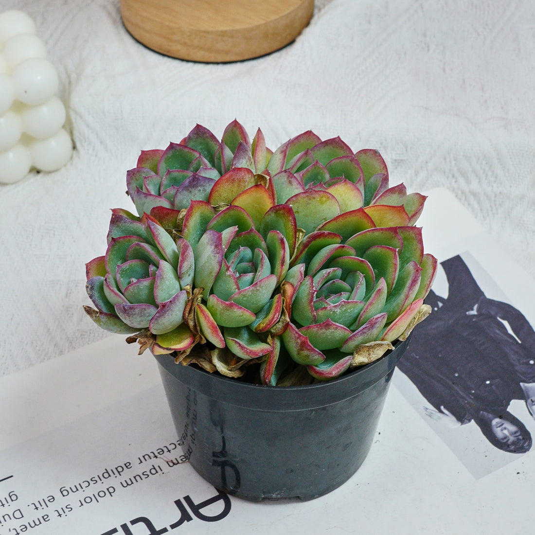 5'' Echeveria Lemon Morning Dew, Rare Live Succulent Plants