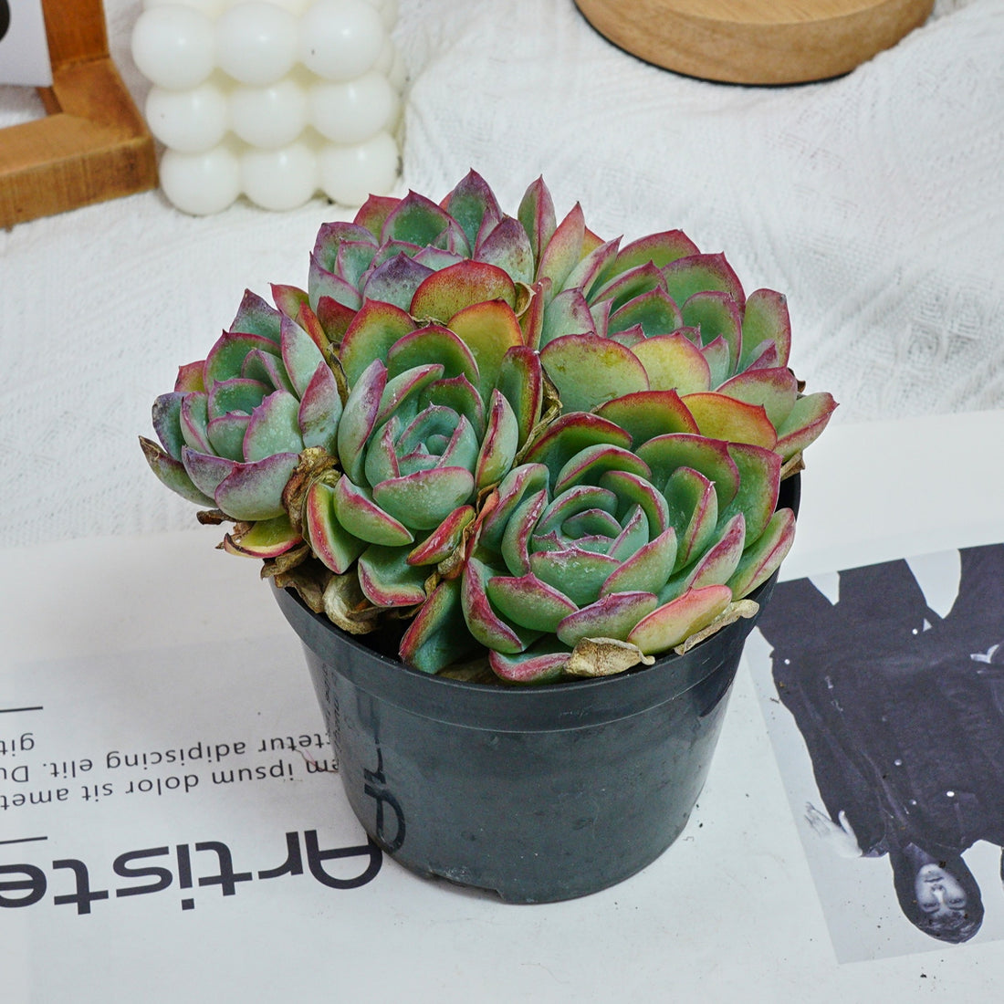5'' Echeveria Lemon Morning Dew, Rare Live Succulent Plants