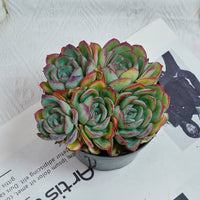 5'' Echeveria Lemon Morning Dew, Rare Live Succulent Plants