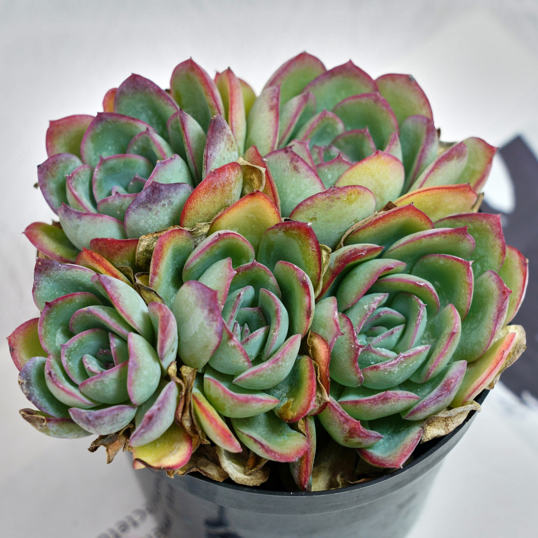 5'' Echeveria Lemon Morning Dew, Rare Live Succulent Plants