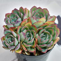 5'' Echeveria Lemon Morning Dew, Rare Live Succulent Plants