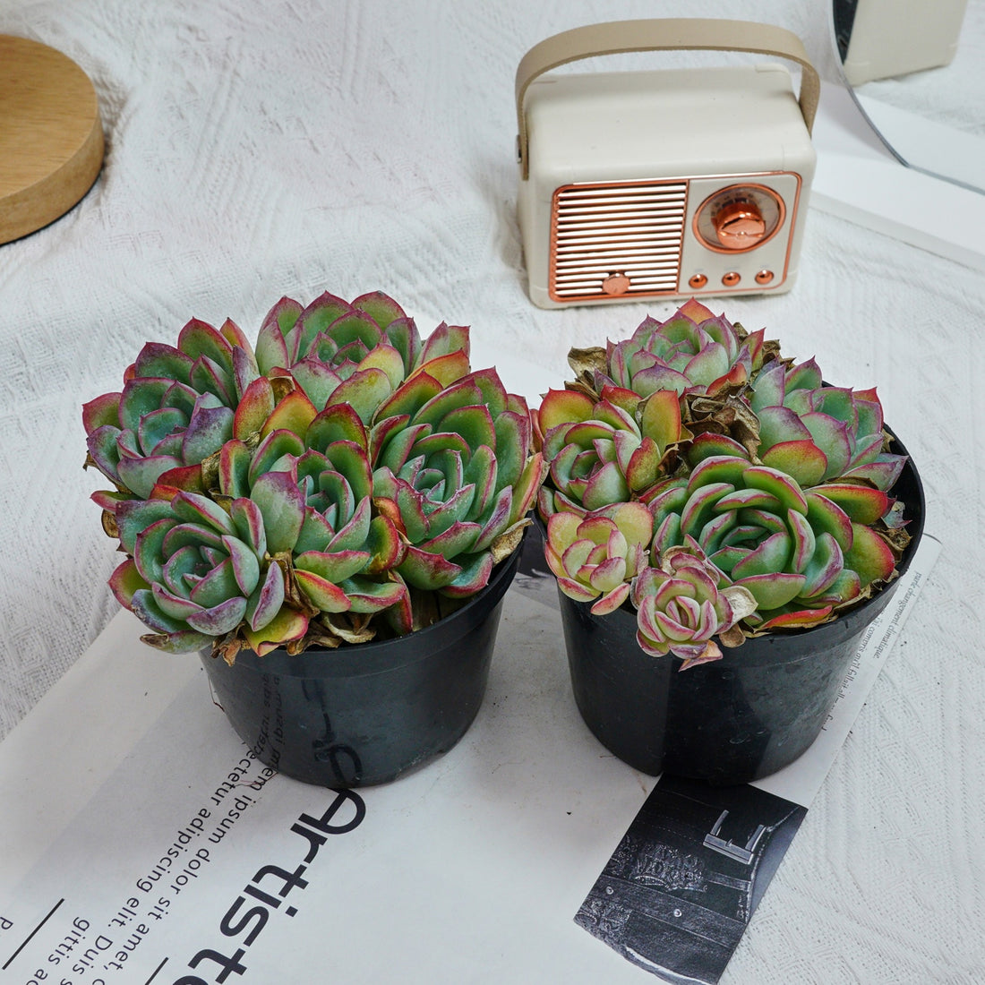 5'' Echeveria Lemon Morning Dew, Rare Live Succulent Plants