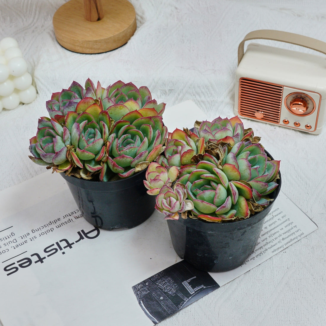 5'' Echeveria Lemon Morning Dew, Rare Live Succulent Plants