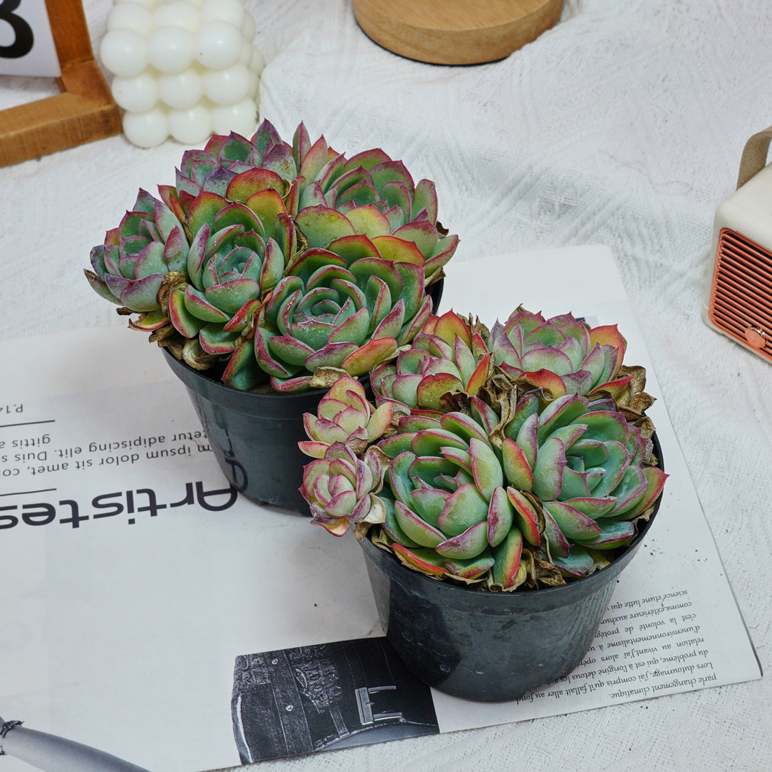 5'' Echeveria Lemon Morning Dew, Rare Live Succulent Plants