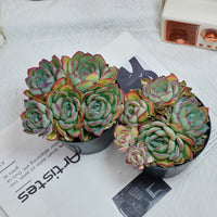 5'' Echeveria Lemon Morning Dew, Rare Live Succulent Plants