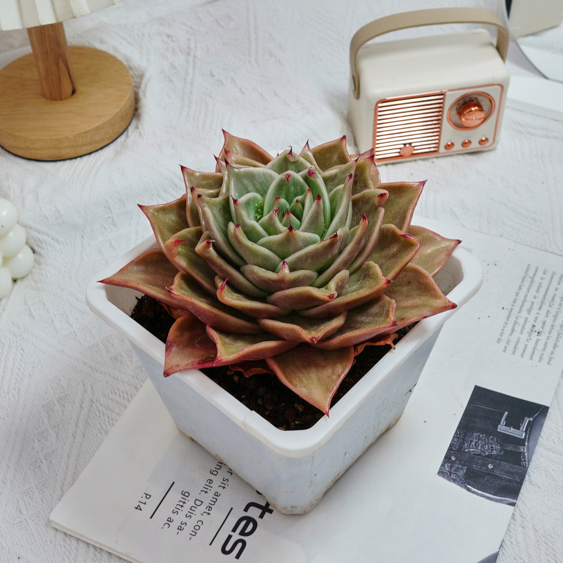 6'' Echeveria Star Variegated, Rare Live Succulent Plants
