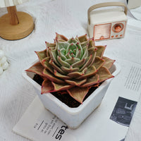 6'' Echeveria Star Variegated, Rare Live Succulent Plants