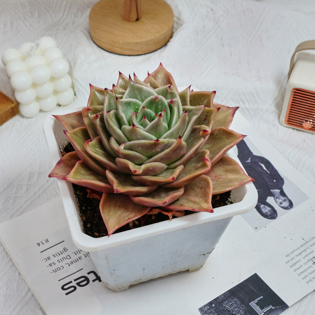 6'' Echeveria Star Variegated, Rare Live Succulent Plants