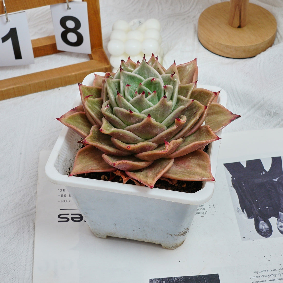 6'' Echeveria Star Variegated, Rare Live Succulent Plants