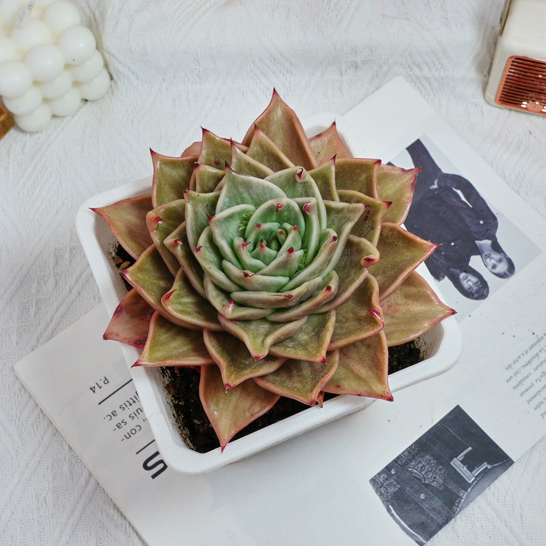 6'' Echeveria Star Variegated, Rare Live Succulent Plants