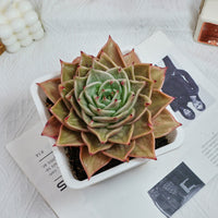 6'' Echeveria Star Variegated, Rare Live Succulent Plants