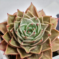 6'' Echeveria Star Variegated, Rare Live Succulent Plants