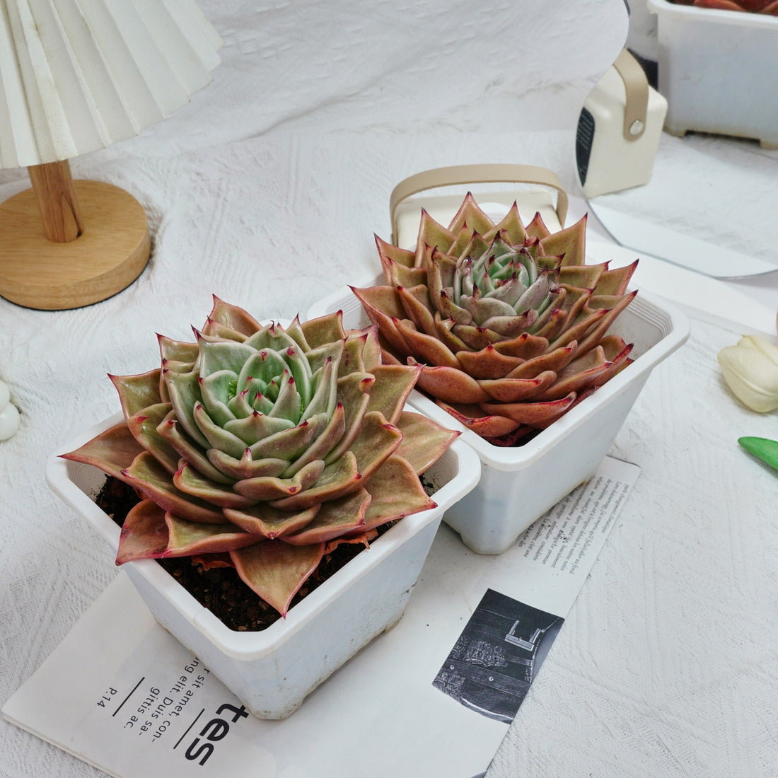6'' Echeveria Star Variegated, Rare Live Succulent Plants