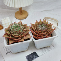 6'' Echeveria Star Variegated, Rare Live Succulent Plants