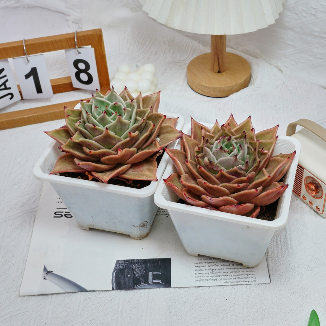 6'' Echeveria Star Variegated, Rare Live Succulent Plants