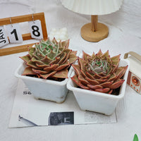 6'' Echeveria Star Variegated, Rare Live Succulent Plants