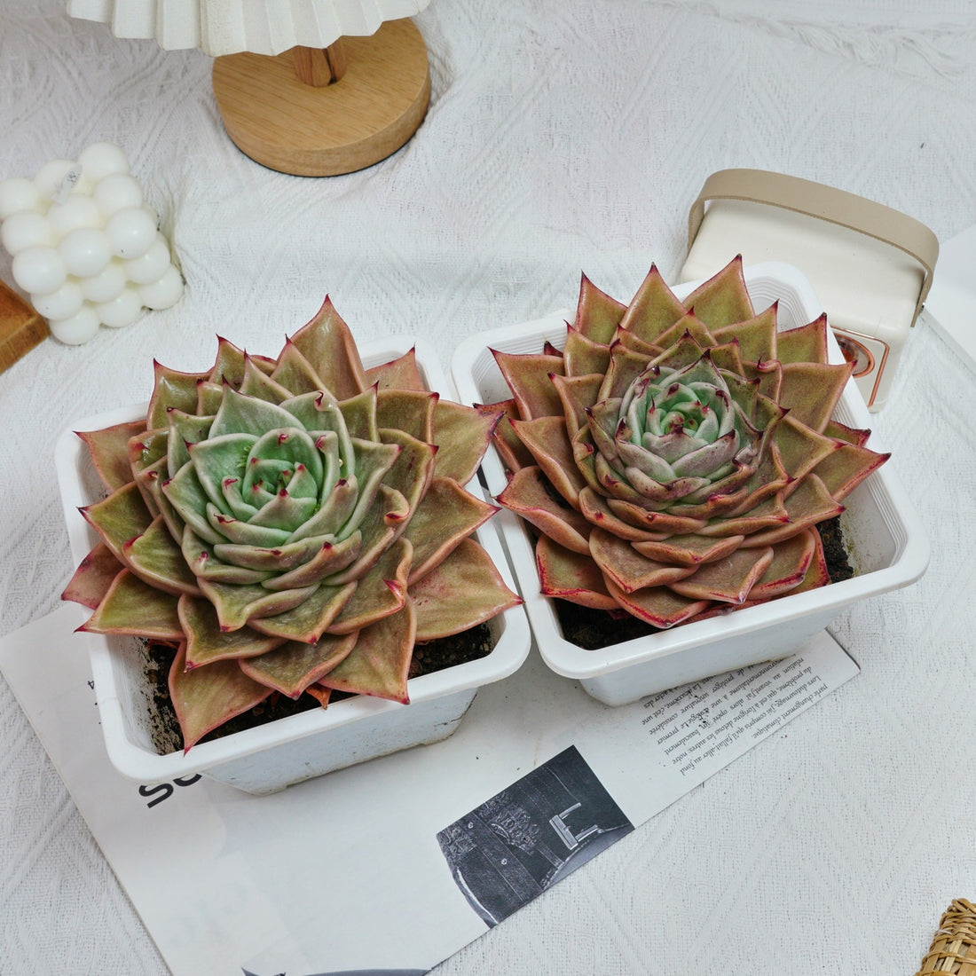 6'' Echeveria Star Variegated, Rare Live Succulent Plants
