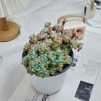 6'' Sedum Clavatum, Rare Live Succulent Plants