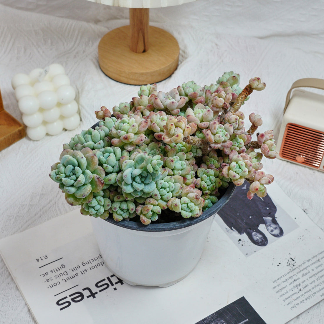 6'' Sedum Clavatum, Rare Live Succulent Plants