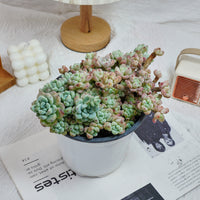 6'' Sedum Clavatum, Rare Live Succulent Plants