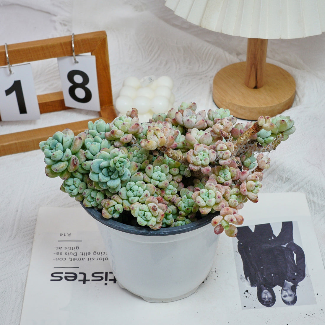 6'' Sedum Clavatum, Rare Live Succulent Plants