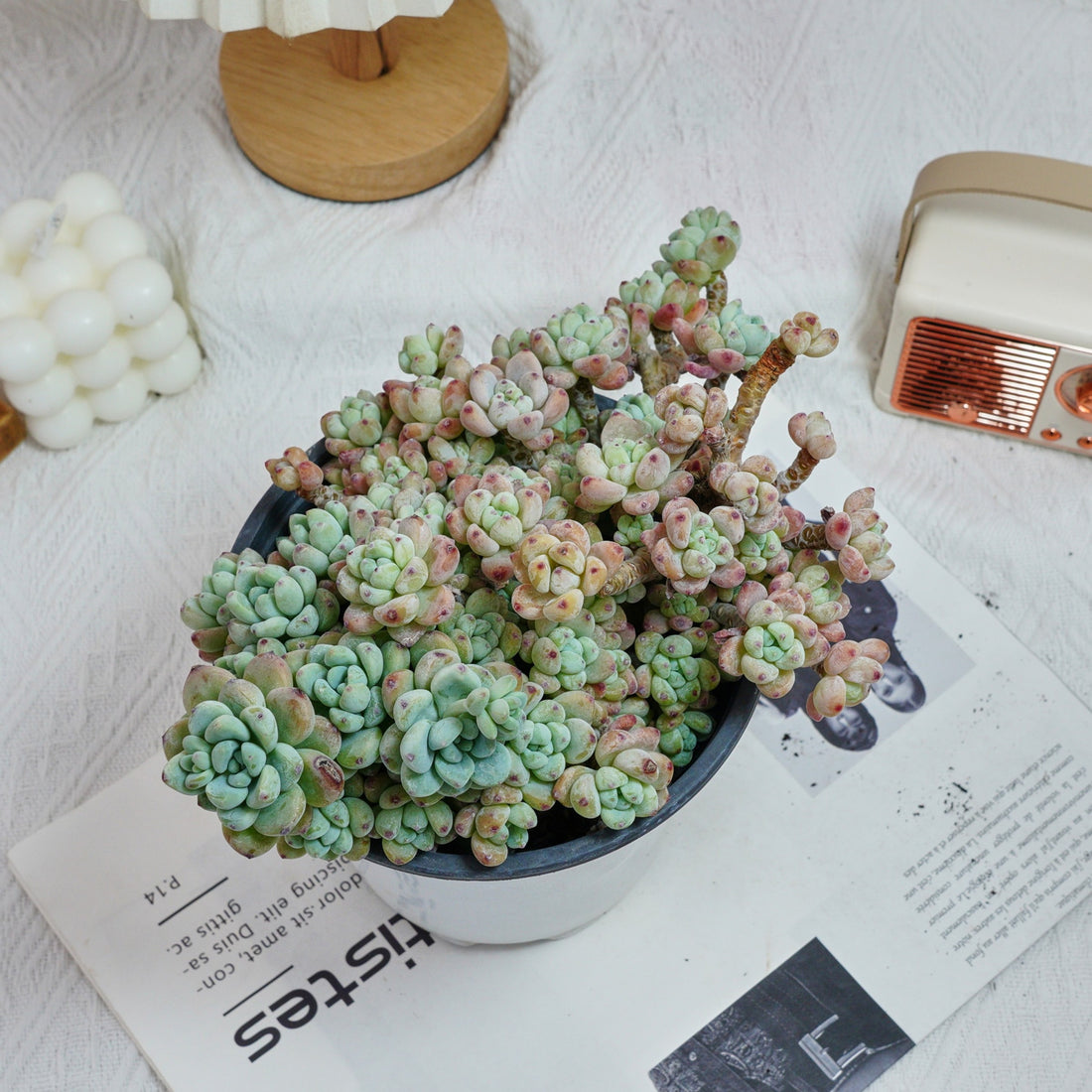 6'' Sedum Clavatum, Rare Live Succulent Plants