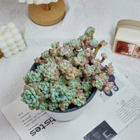 6'' Sedum Clavatum, Rare Live Succulent Plants