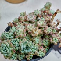6'' Sedum Clavatum, Rare Live Succulent Plants