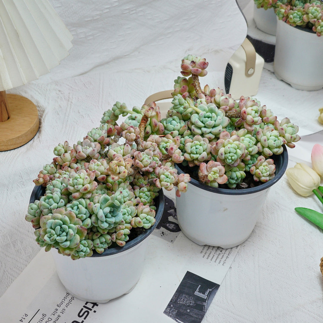 6'' Sedum Clavatum, Rare Live Succulent Plants