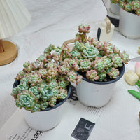 6'' Sedum Clavatum, Rare Live Succulent Plants