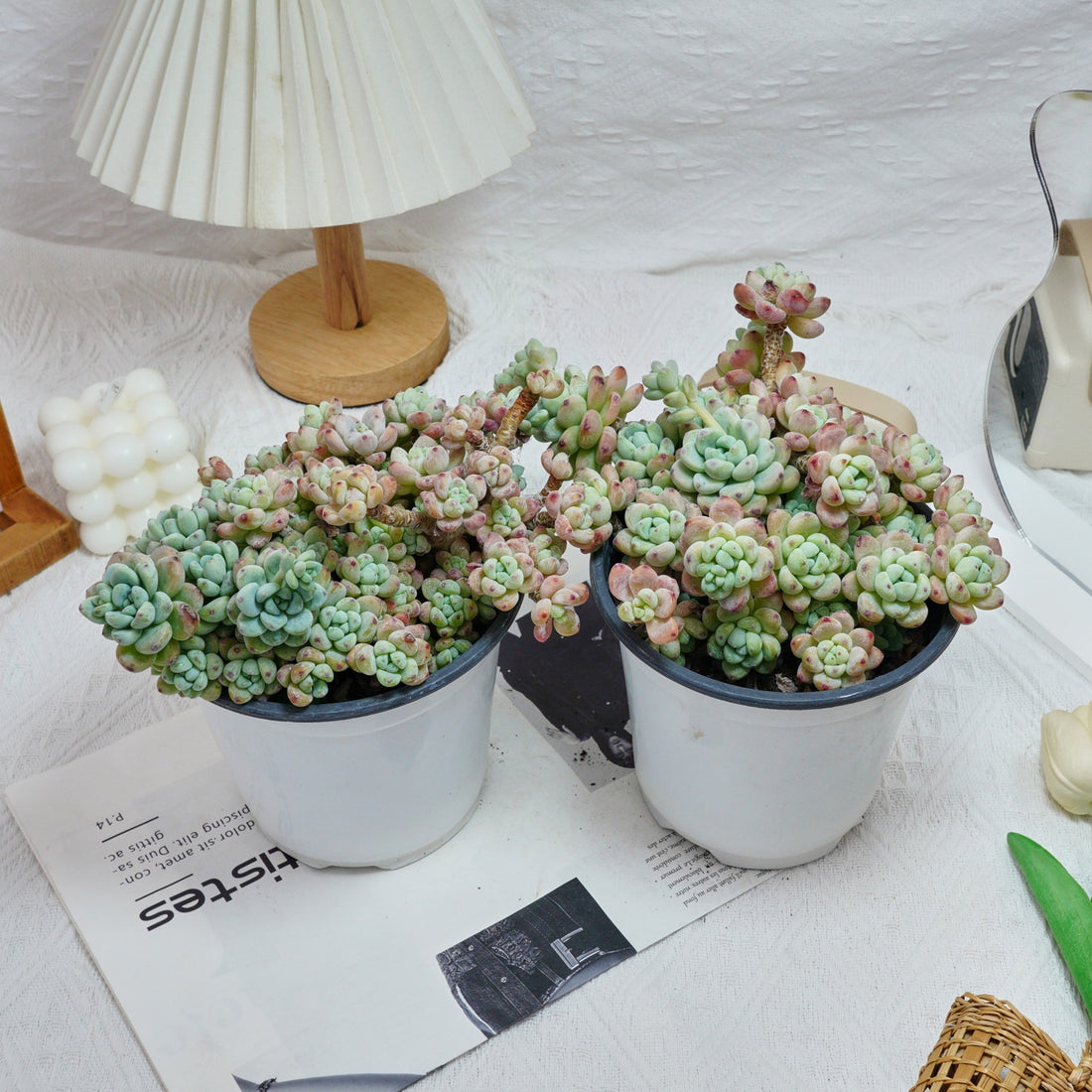 6'' Sedum Clavatum, Rare Live Succulent Plants