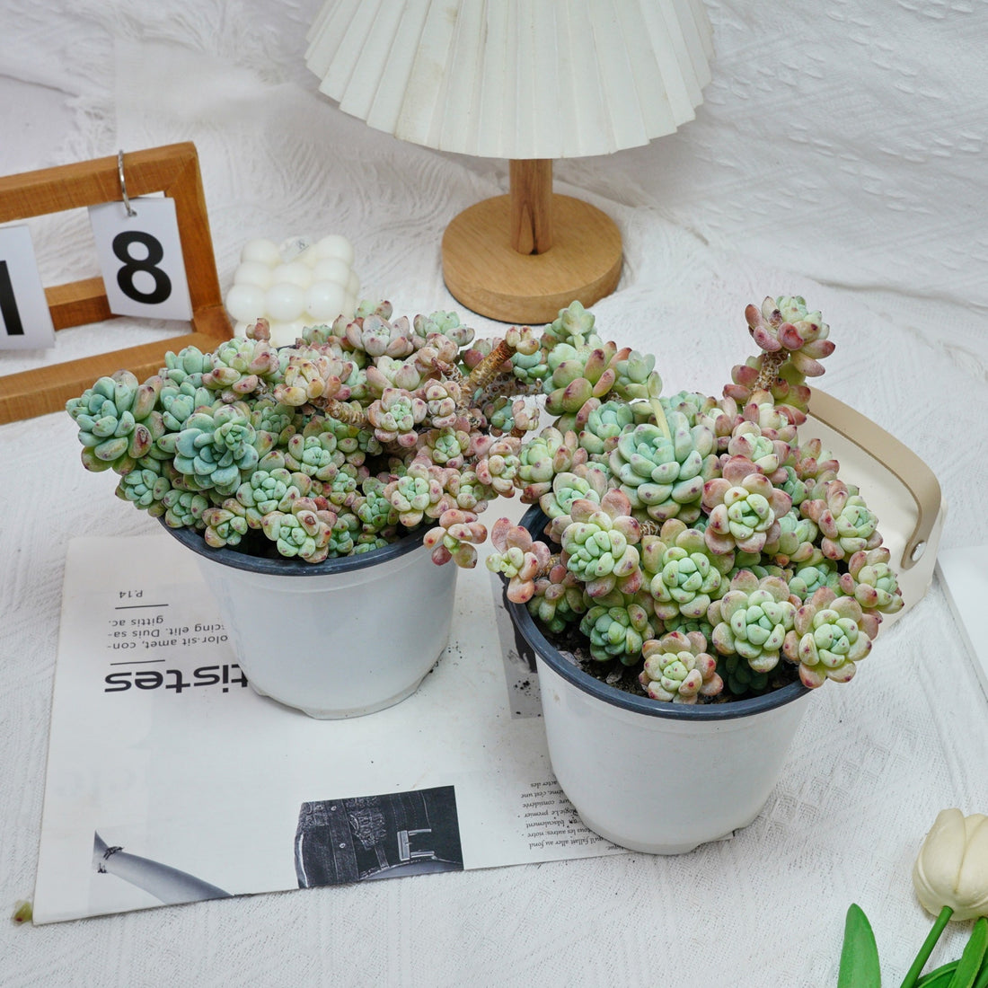 6'' Sedum Clavatum, Rare Live Succulent Plants