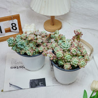6'' Sedum Clavatum, Rare Live Succulent Plants