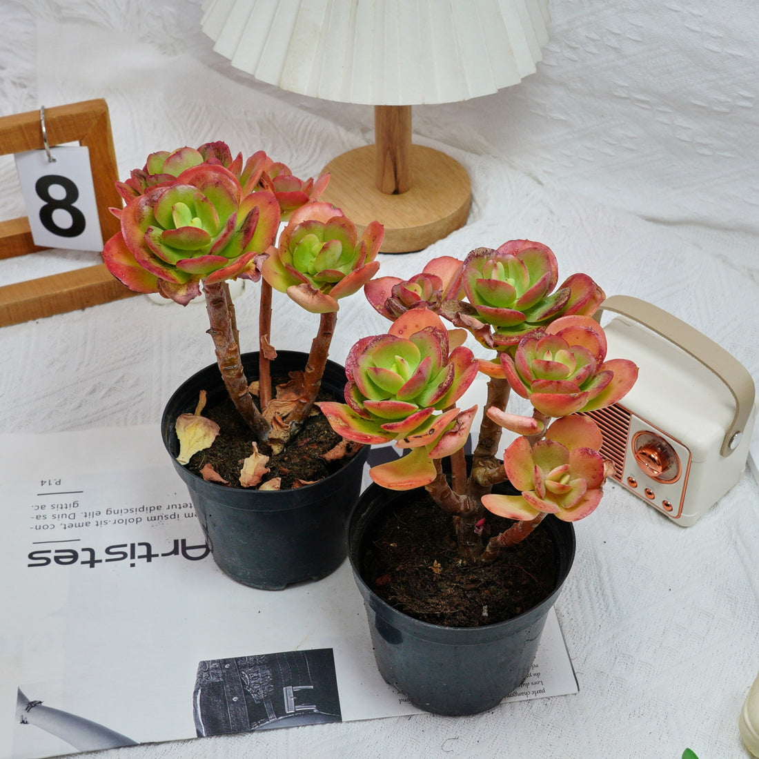 5'' Echeveria Multicalulis Ginmei Tennyo, Rare Live Succulent Plants