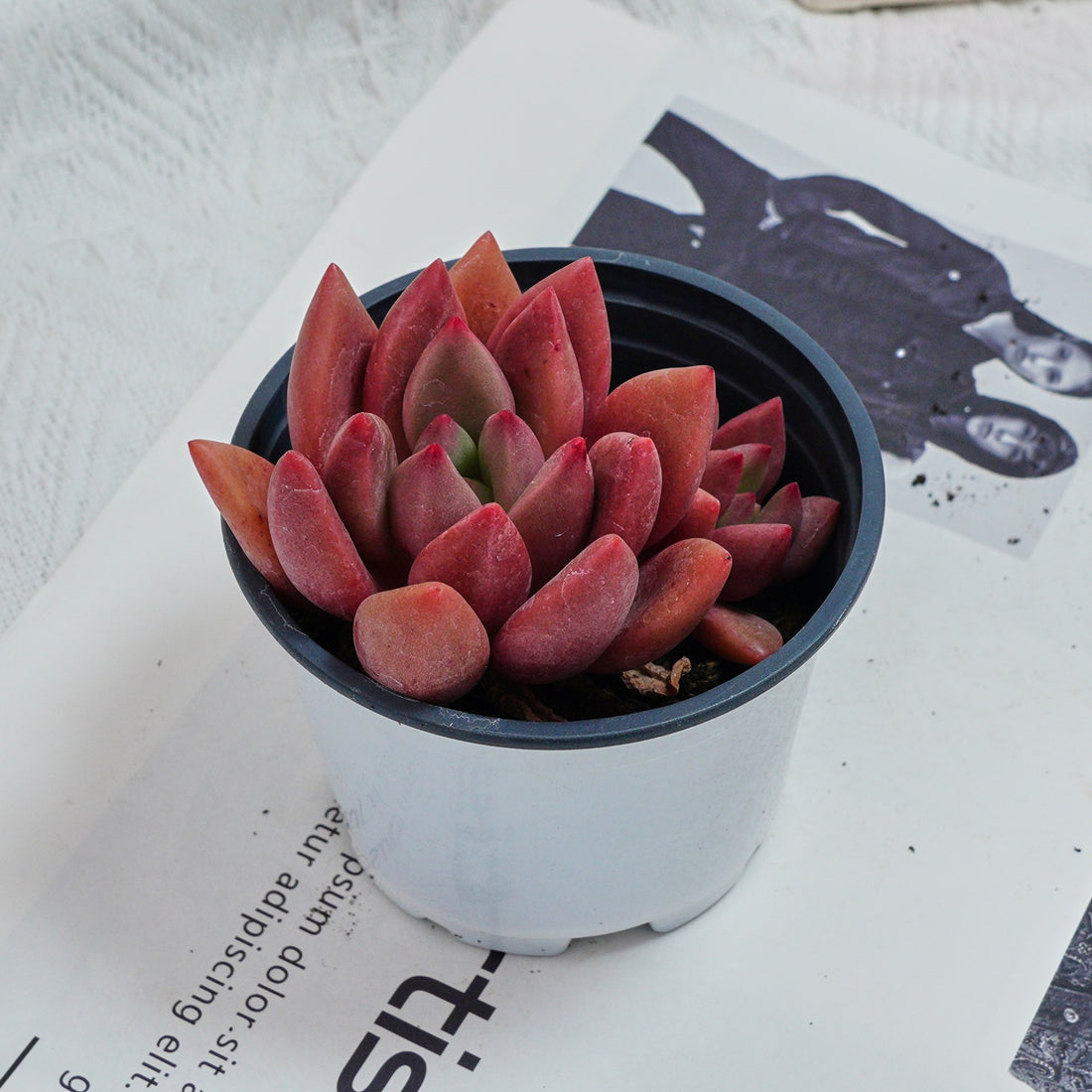 4'' Echeveria Peach Blossom, Rare Live Succulent Plants