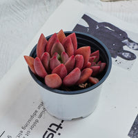 4'' Echeveria Peach Blossom, Rare Live Succulent Plants