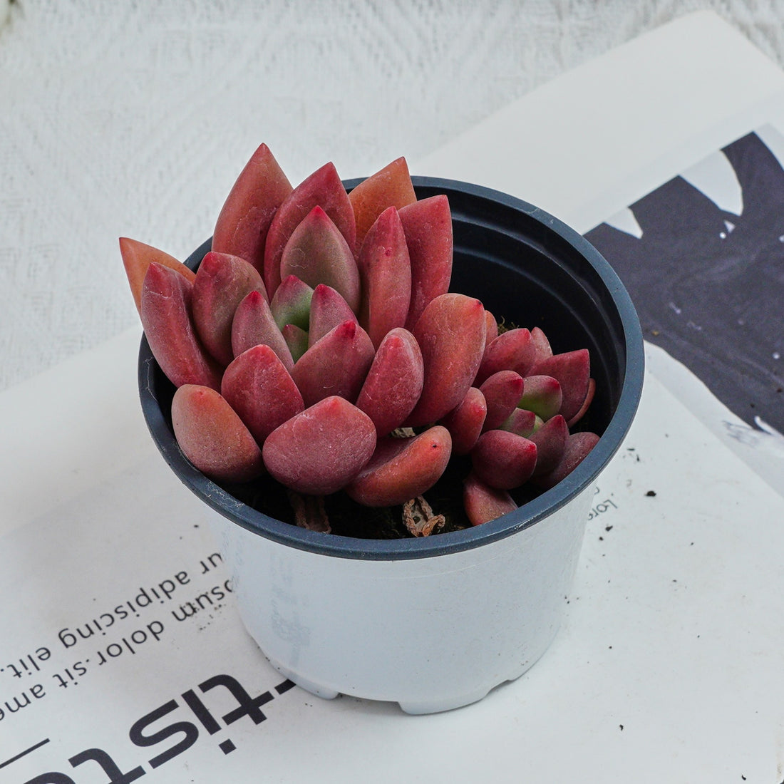 4'' Echeveria Peach Blossom, Rare Live Succulent Plants