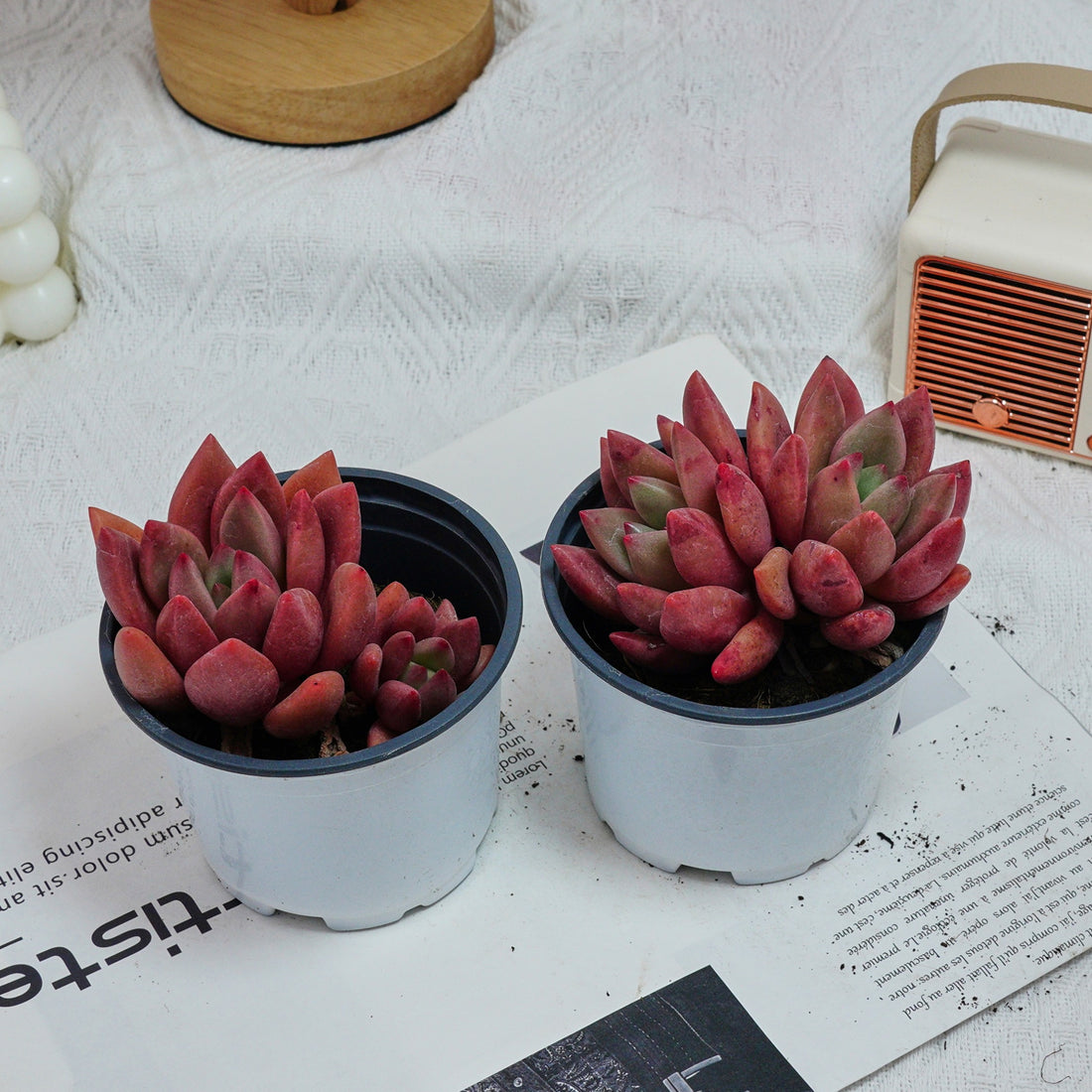 4'' Echeveria Peach Blossom, Rare Live Succulent Plants