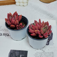 4'' Echeveria Peach Blossom, Rare Live Succulent Plants