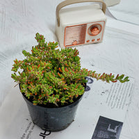 5'' Drosanthemum Globosum, Rare Live Succulent Plants