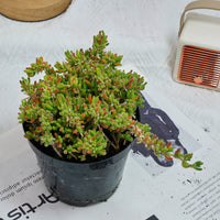 5'' Drosanthemum Globosum, Rare Live Succulent Plants