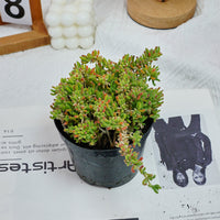 5'' Drosanthemum Globosum, Rare Live Succulent Plants
