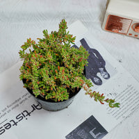 5'' Drosanthemum Globosum, Rare Live Succulent Plants