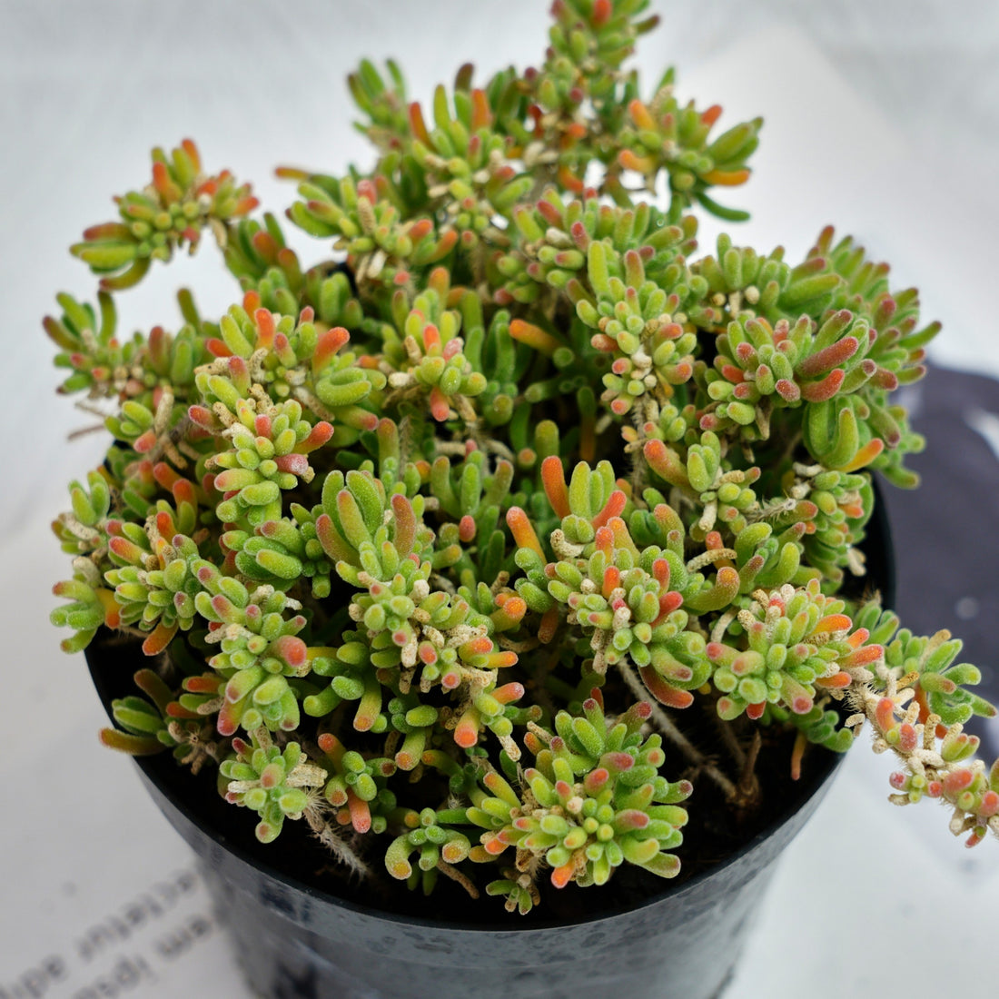 5'' Drosanthemum Globosum, Rare Live Succulent Plants
