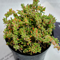 5'' Drosanthemum Globosum, Rare Live Succulent Plants