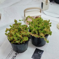 5'' Drosanthemum Globosum, Rare Live Succulent Plants