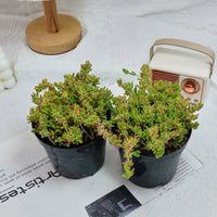 5'' Drosanthemum Globosum, Rare Live Succulent Plants