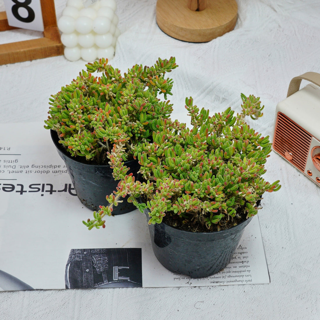 5'' Drosanthemum Globosum, Rare Live Succulent Plants